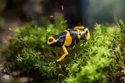 Dendrobates leucomelas
