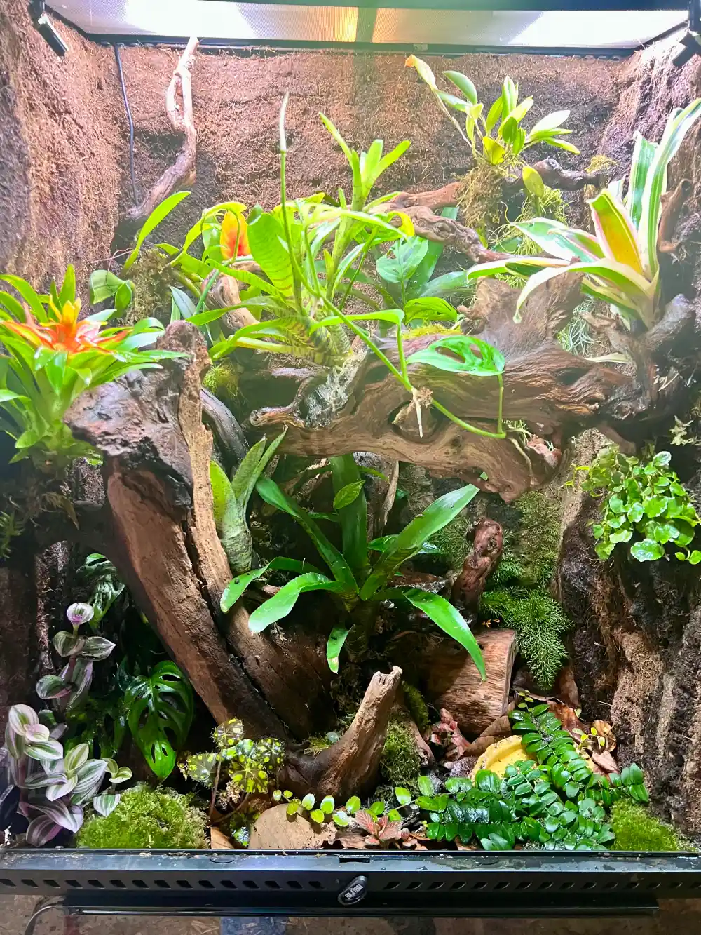 exo Terra Terrarium