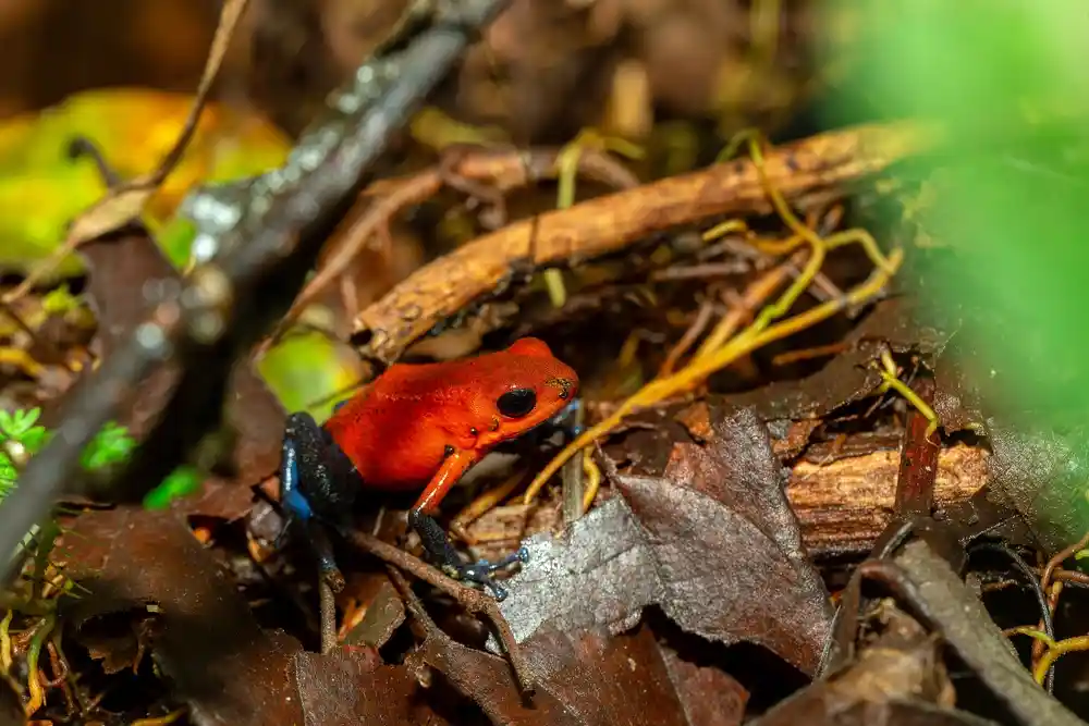 Oophaga
