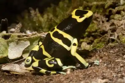 Dendrobates leucomelas