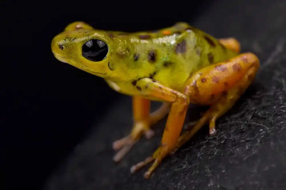 Oophaga pumilio 'Colón'