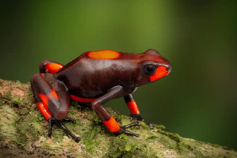 Oophaga histrionica 'Bullseye'
