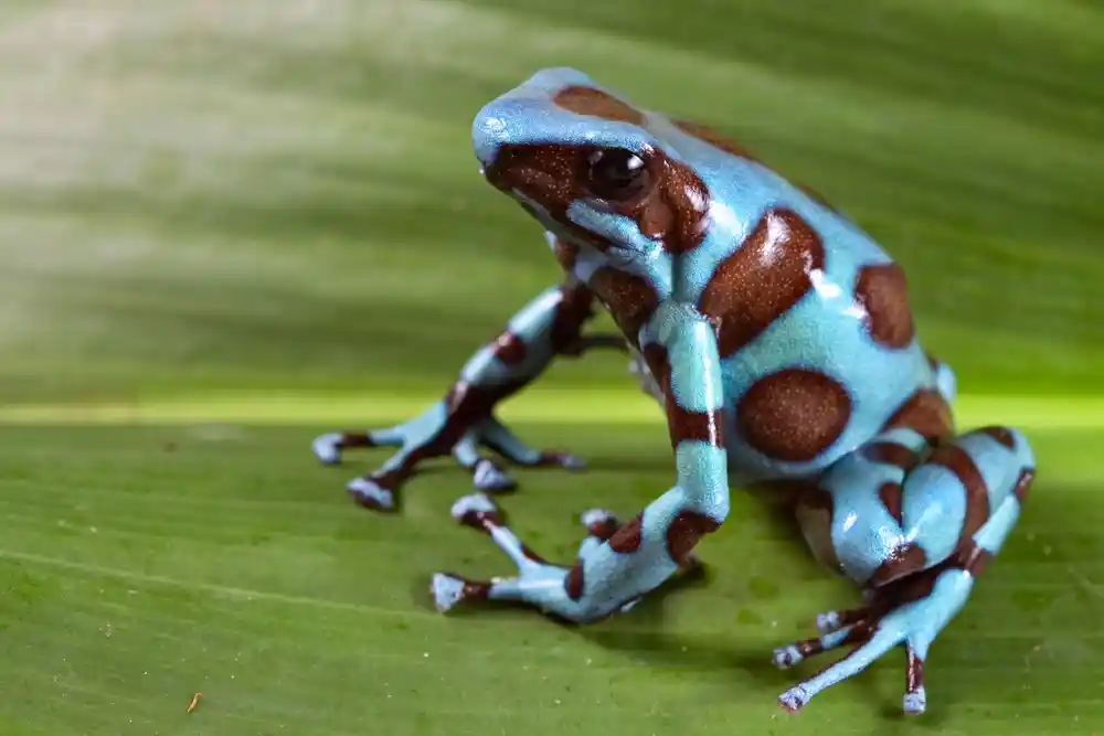 Dendrobates auratus Bronze gold-schwarz