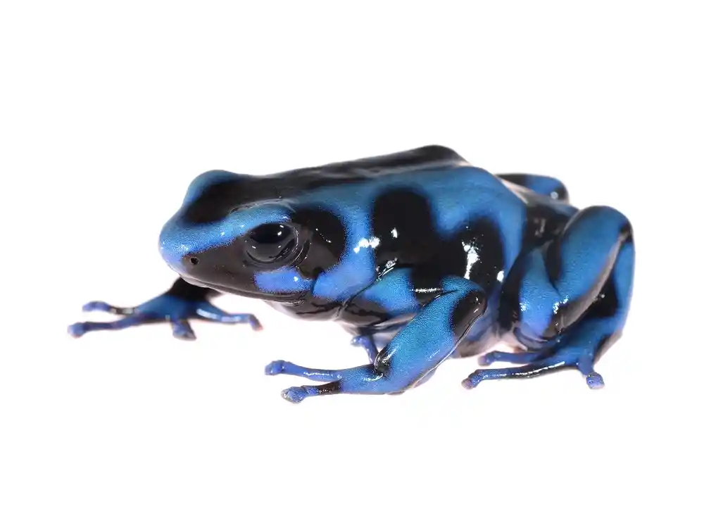 Dendrobates auratus Blue & Black türkis-schwarz