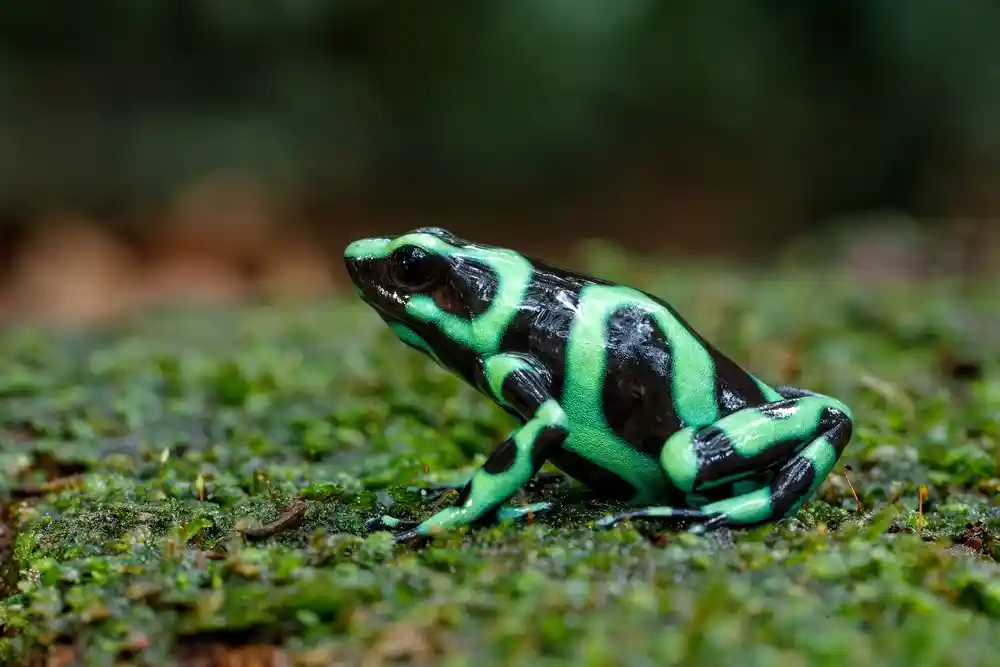 Dendrobates auratus Standardform grün-schwarz