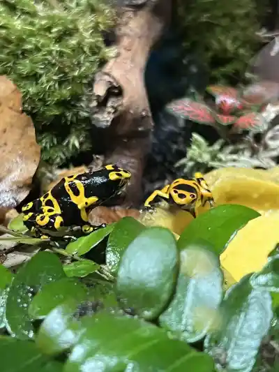 Dendrobates leucomelas