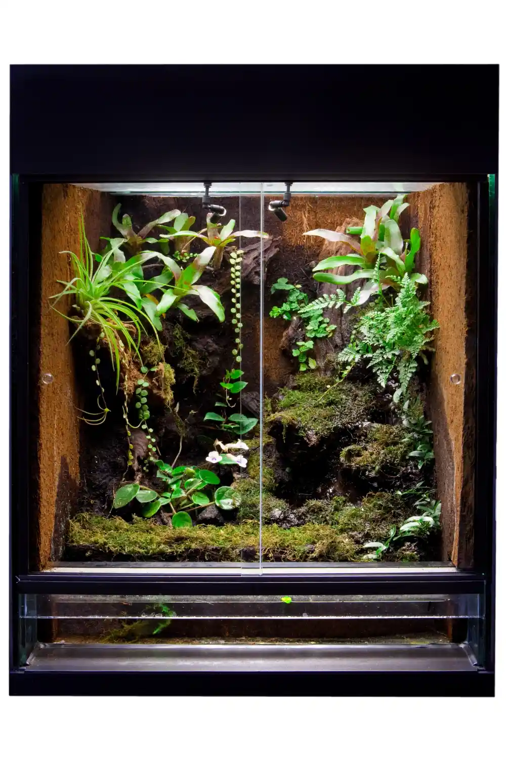 Dendrobaten-Terrarium